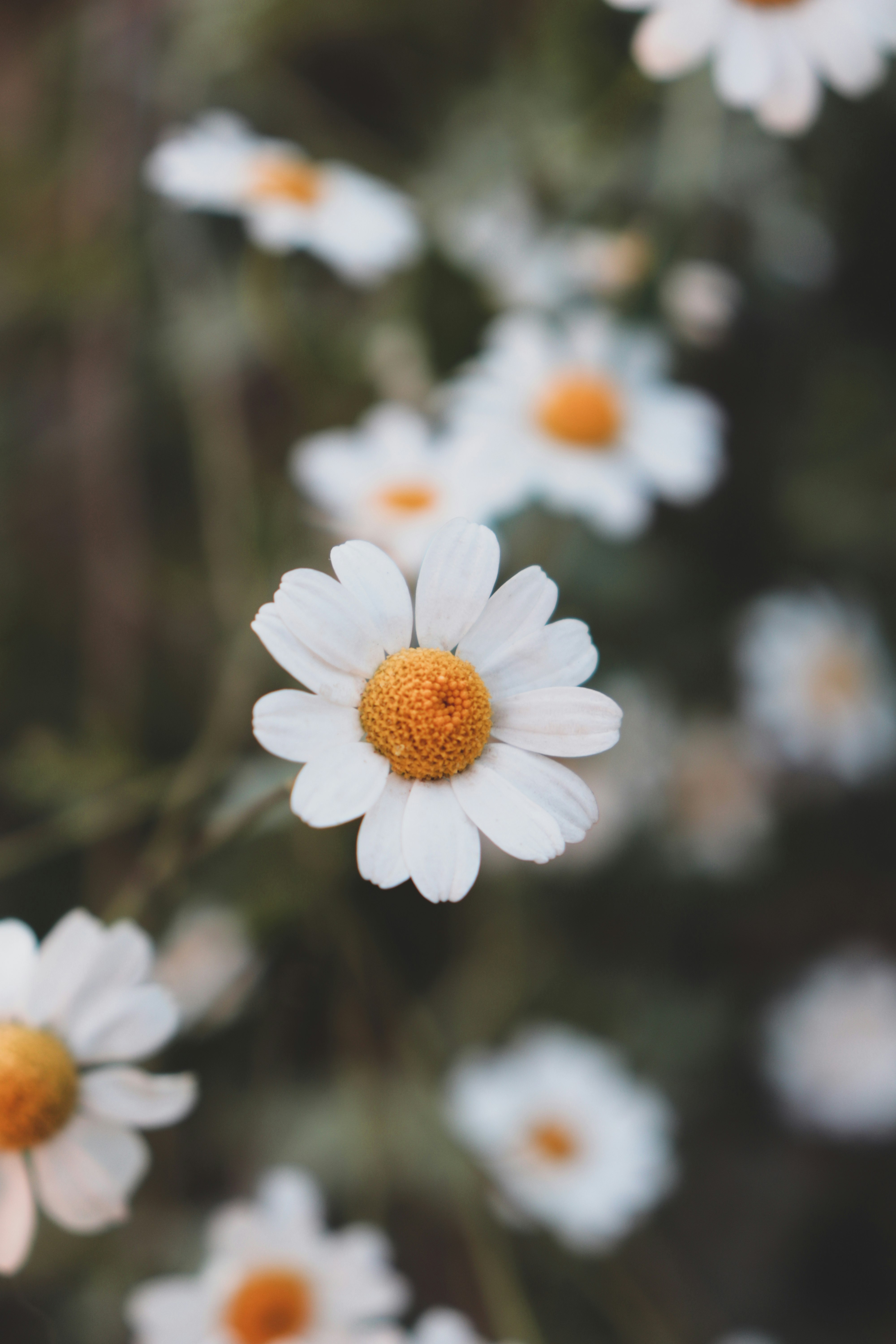 white daisy in bloom during daytime